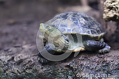 Common thread turtle Stock Photo