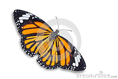Common Tiger butterfly Stock Photo
