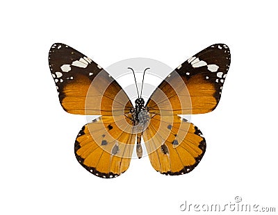 common tiger butterfly , Danaus Genutia , monarch butterfly isol Stock Photo