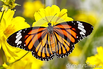 Common Tiger Butterfly (Danaus genutia) Stock Photo