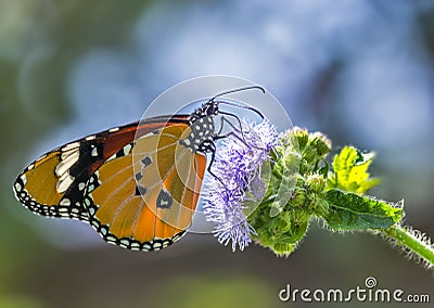 Common Plain tiger butterfly Stock Photo