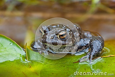 Common Toad (Bufo bufo) Stock Photo