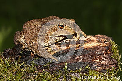 Common Toad Bufo bufo. Stock Photo