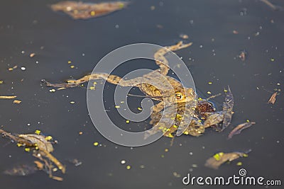 Common toad - Bufo bufo in mating season. Frog in water. A toad on the surface of a pond Stock Photo