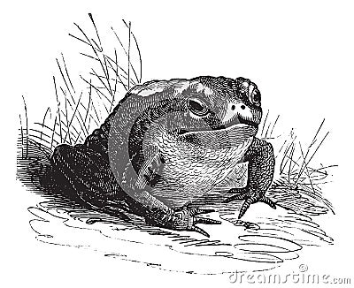 Common Toad or Bufo sp. vintage engraving Vector Illustration