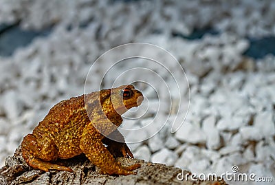 Common toad or European Stock Photo