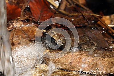 The common toad, European toad, simply the toad Bufo bufo sitting in a creek. Very well camouflaged toad in a mountain stream Stock Photo