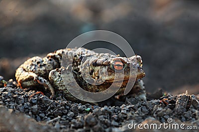 Common toad with gold eyes Stock Photo