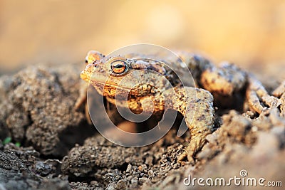 Common toad with gold eyes Stock Photo