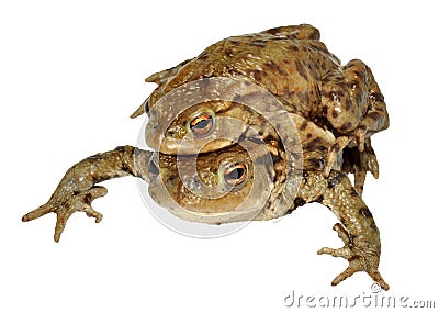 Common Toads Stock Photo