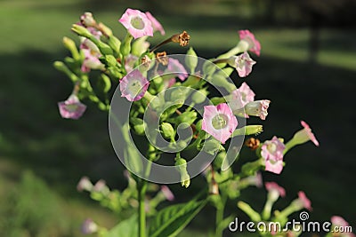 Common tobacco, Nicotiana tabacum. Inflorescence of tobacco flowers. Stock Photo