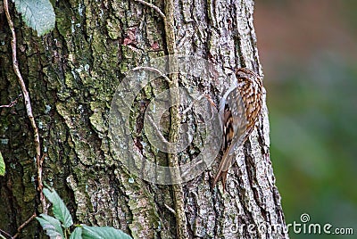 Common treecreeper Certhia familiaris in England Stock Photo