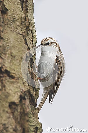 Common treecreeper (Certhia familiaris) Stock Photo