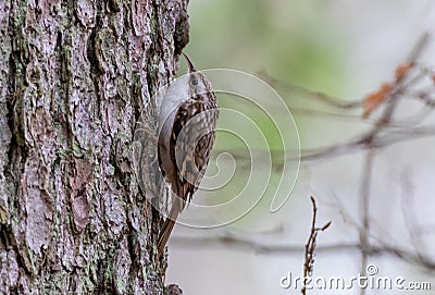 Common treecreeper Certhia familiaris on norwegian spruce trunk Stock Photo