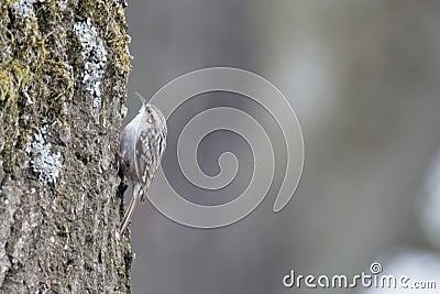 Common treecreeper, Certhia familiaris Stock Photo