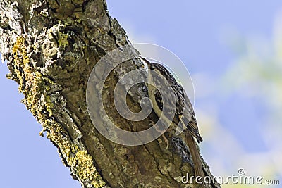 Common treecreeper Certhia familiaris Stock Photo