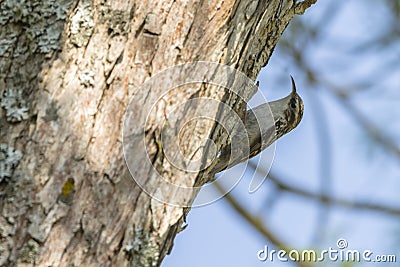 Common treecreeper Certhia familiaris Stock Photo