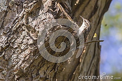 Common treecreeper Certhia familiaris Stock Photo