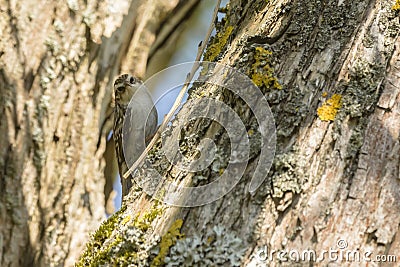 Common treecreeper Certhia familiaris Stock Photo