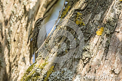 Common treecreeper Certhia familiaris Stock Photo