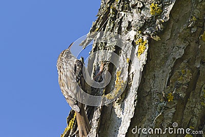 Common treecreeper Certhia familiaris Stock Photo