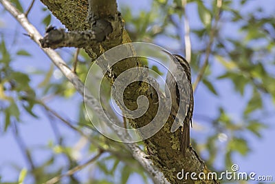 Common treecreeper Certhia familiaris Stock Photo