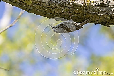 Common treecreeper Certhia familiaris Stock Photo