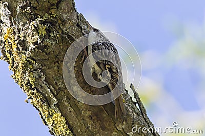 Common treecreeper Certhia familiaris Stock Photo