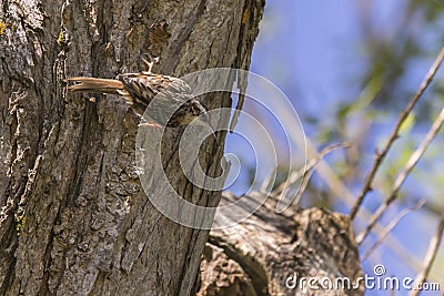 Common treecreeper Certhia familiaris Stock Photo