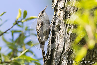 Common treecreeper Certhia familiaris Stock Photo