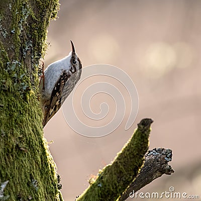 Common Treecreeper in evening sunlight Stock Photo