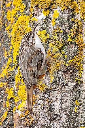 Common Treecreeper sits on the tree trunk with orange lichen Stock Photo