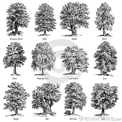 Common trees vector illustrations set Vector Illustration