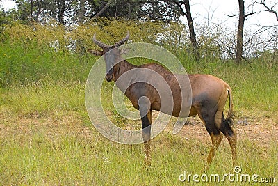 Common Tsessebe (Damaliscus lunatus) Stock Photo