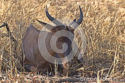 Common tsessebe (Damaliscus lunatus) Stock Photo