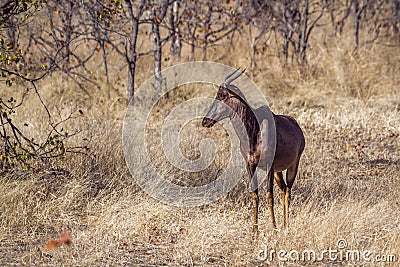 Common tsessebe in Kruger National park, South Africa ; Stock Photo