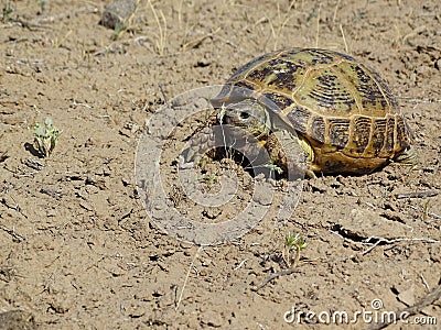 Common turtle in its natural habitat, steppe, Uzbekistan Stock Photo