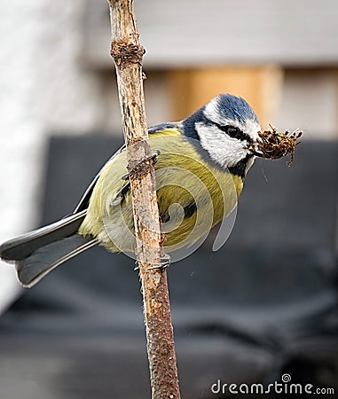 Common UK garden bird - Blue Tit Stock Photo