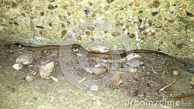 This urban grass snake in a underpass in London uk Stock Photo