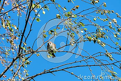 A common urban sparrow on the branches of a young birch. Stock Photo