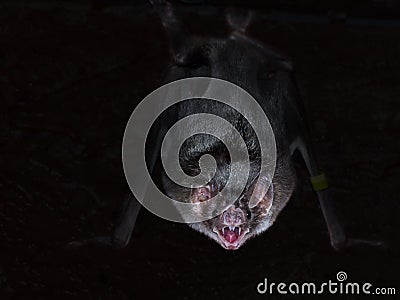 Common vampire bat (Desmodus rotundus) Stock Photo