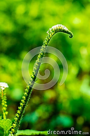 Common veld heliotrope or Boraginaceae wild green plant Stock Photo