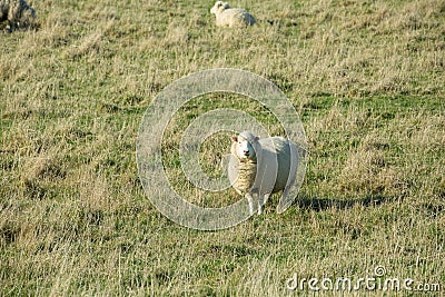 Common view in the New Zealand - hills covered by green grass with sheep Stock Photo