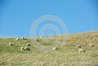 Common view in the New Zealand - hills covered by green grass with sheep Stock Photo