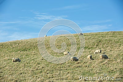 Common view in the New Zealand - hills covered by green grass with sheep Stock Photo