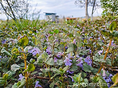 common violets background. Viola Odorata flowers in the garden Stock Photo