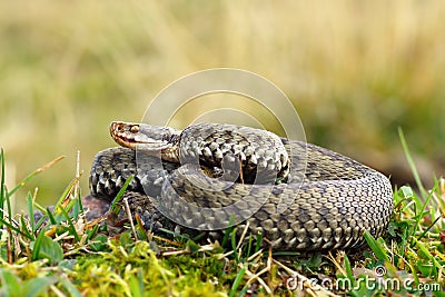 Common viper basking on meadow Stock Photo