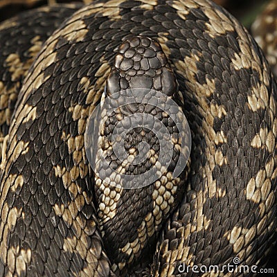 Common viper Stock Photo