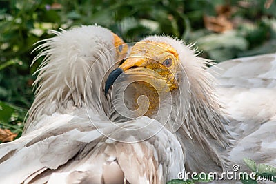 Common vulture Neophron percnopterus Stock Photo