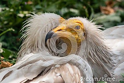 Common vulture Neophron percnopterus Stock Photo